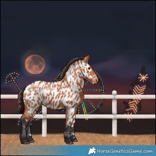 Horse Color:Bay Near Leopard 