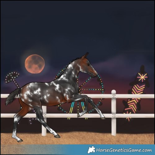 Horse Color:White Spotted Bay 