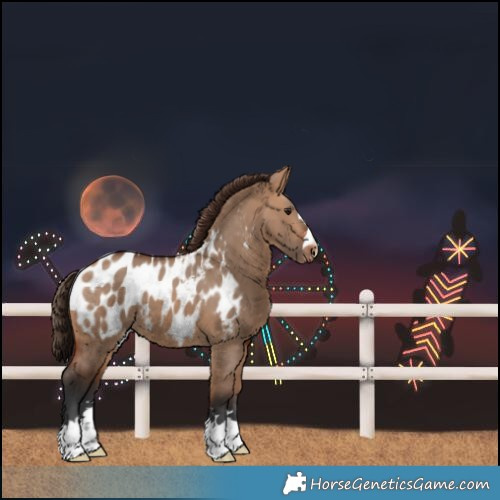 Horse Color:Bay Dun Blanket 