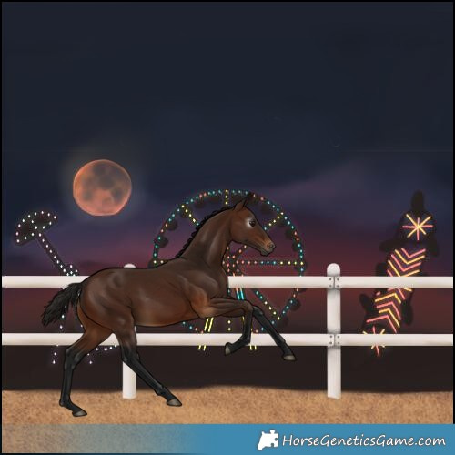 Horse Color:Gray White Spotted Bay