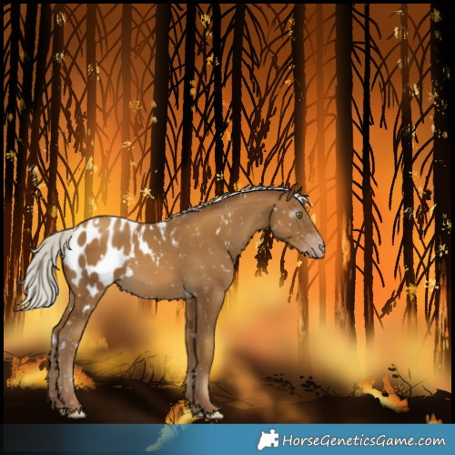 Horse Color:Gray White Spotted Silver Classic Cream Champagne Blanket