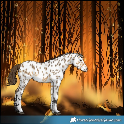 Horse Color:Buckskin Dun Tobiano Near Leopard