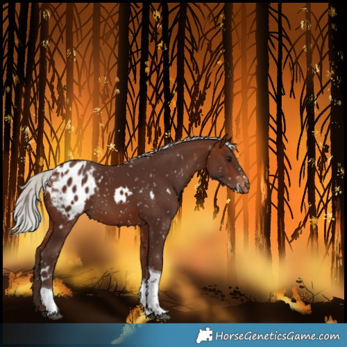Horse Color:White Spotted Silver Bay Tobiano Blanket