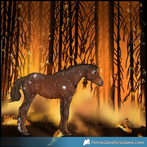 Horse Color:Gray White Spotted Chestnut Snowflake Varnish