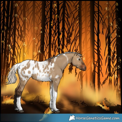 Horse Color:Gray Silver Bay Dun Tobiano Blanket