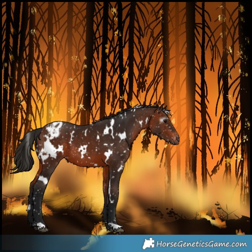 Horse Color:Gray White Spotted Bay Snowflake Varnish