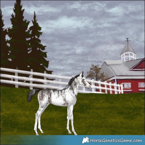 Horse Color:White Spotted Bay Splash 