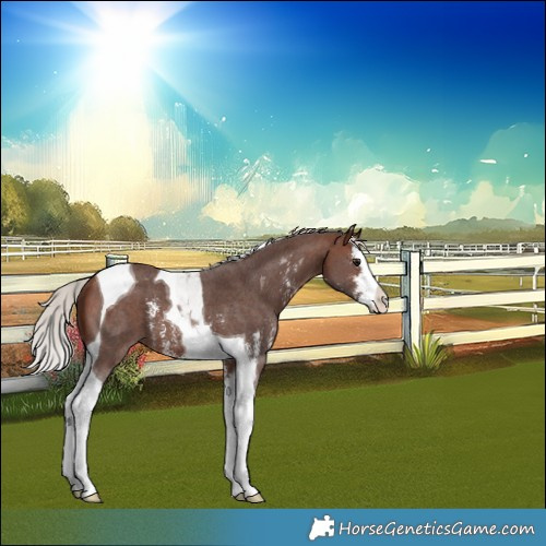 Horse Color:Silver Brown Sabino Splash Tobiano 