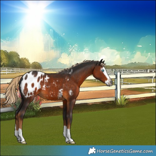 Horse Color:Gray Chocolate Palomino Splash Blanket 