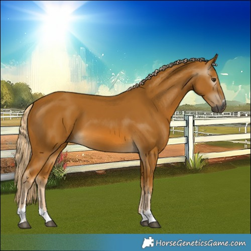 Horse Color:Gray Palomino