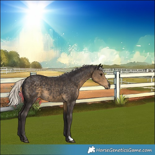 Horse Color:Silver Smoky Black 