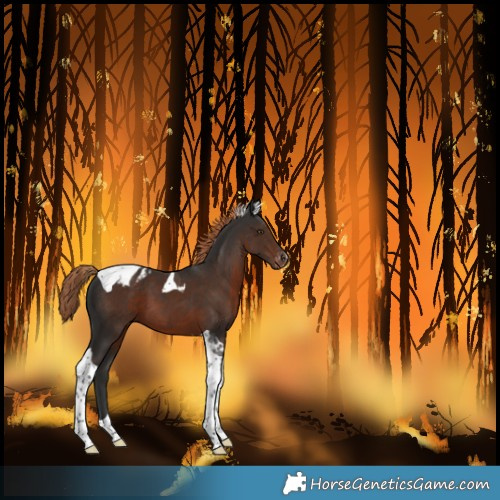 Horse Color:Unknown 