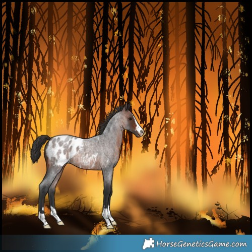Horse Color:Unknown 