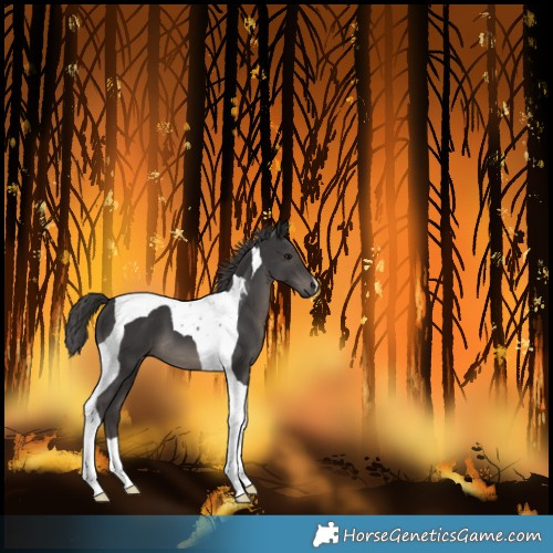 Horse Color:Unknown 