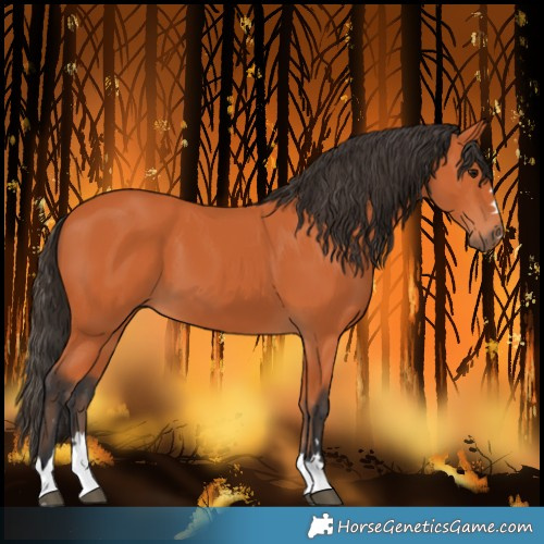 Horse Color:Bay 