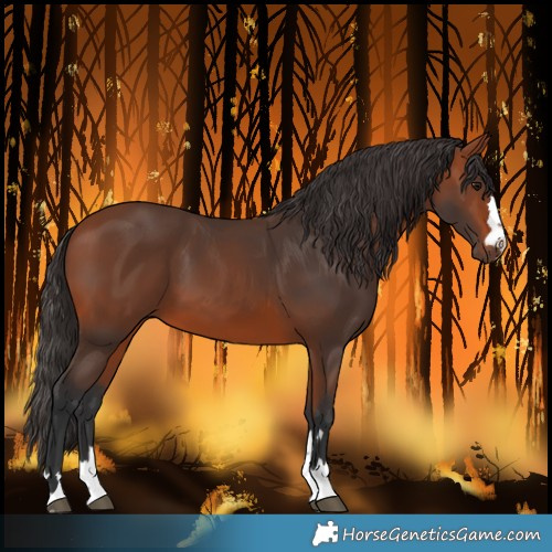 Horse Color:Bay 