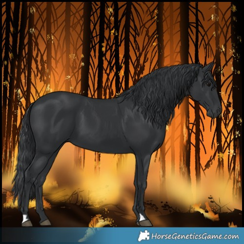Horse Color:Black 