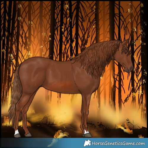 Horse Color:Chestnut 