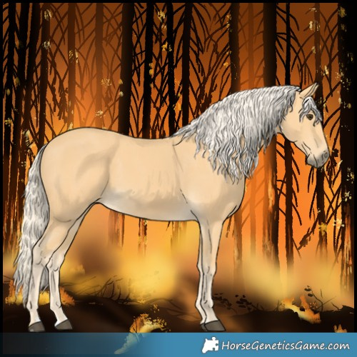 Horse Color:Palomino 