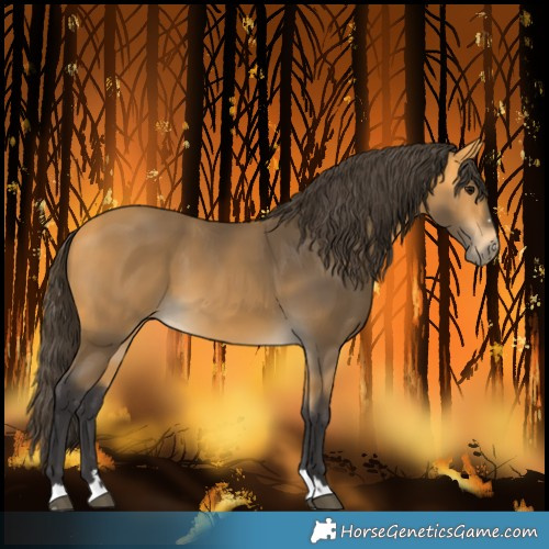 Horse Color:Buckskin 
