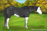 Horse Color:Smoky Black Splash 