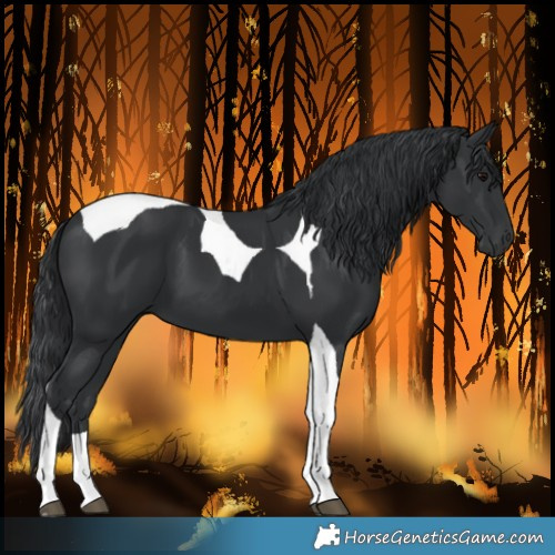 Horse Color:Black Tobiano