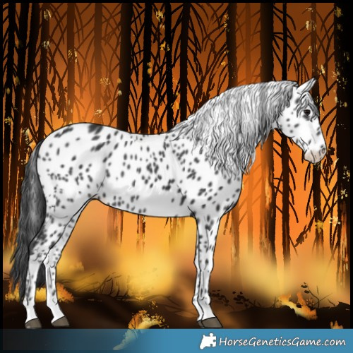 Horse Color:Black Leopard Rabicano 