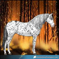Horse Color:Black Leopard Rabicano 