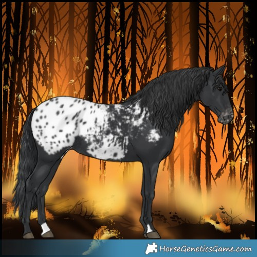 Horse Color:Black Blanket Rabicano