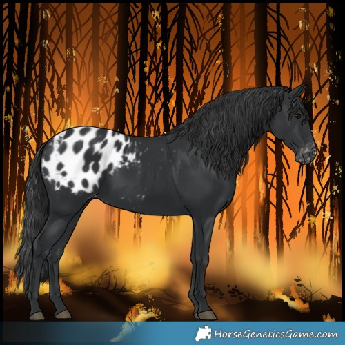 Horse Color:Black Blanket Rabicano
