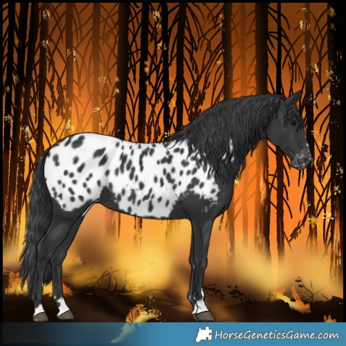 Horse Color:Black Near Leopard Rabicano 