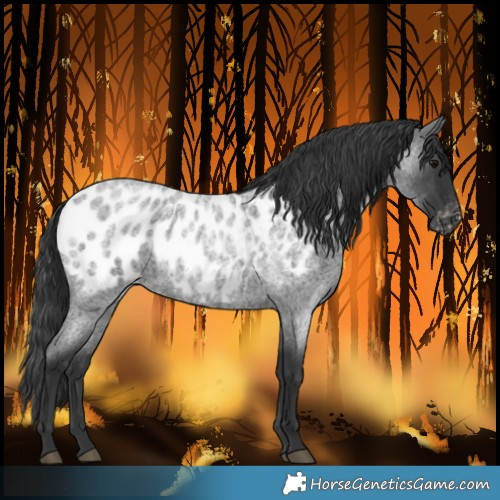 Horse Color:Blue Roan Near Leopard Rabicano 