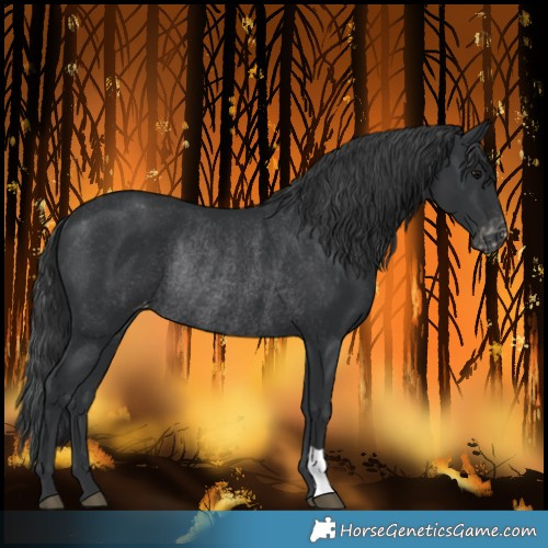 Horse Color:Black Varnish Rabicano