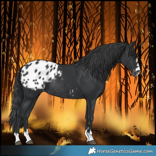 Horse Color:Black Blanket Rabicano