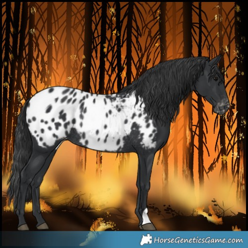Horse Color:Black Blanket Rabicano