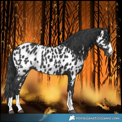 Horse Color:Black Near Leopard Rabicano 