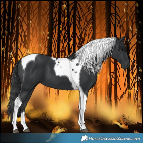 Horse Color:Black Tobiano