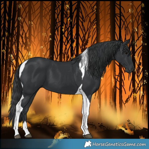 Horse Color:Black Tobiano 