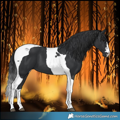 Horse Color:Black Tobiano