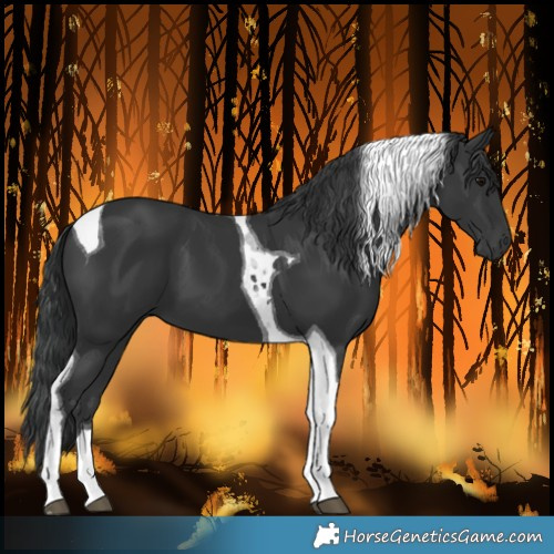 Horse Color:Black Tobiano