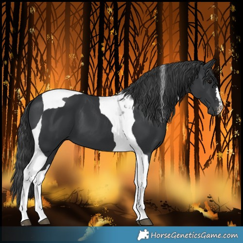 Horse Color:Black Tobiano 