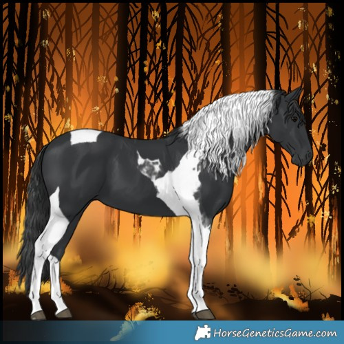 Horse Color:Black Tobiano 