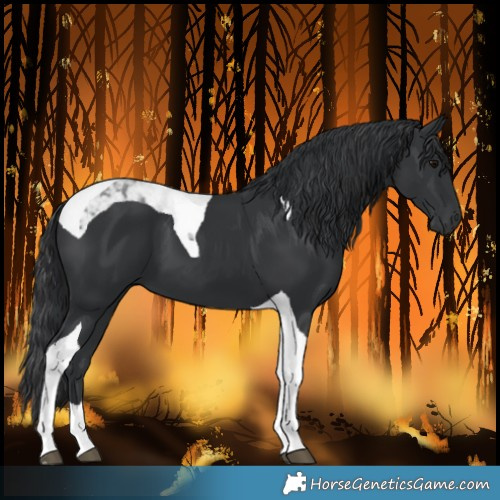 Horse Color:Black Tobiano 