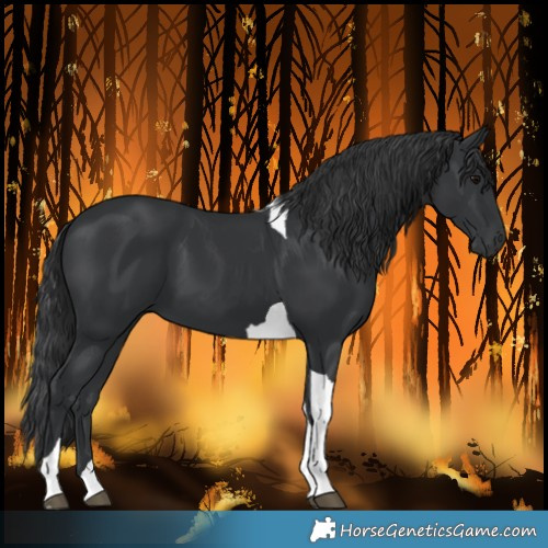Horse Color:Black Tobiano 