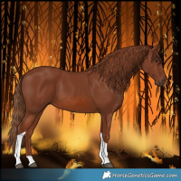 Horse Color:Chestnut Tobiano