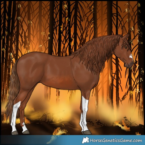Horse Color:Chestnut Tobiano 