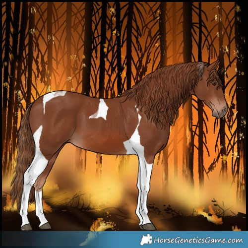 Horse Color:Chestnut Tobiano