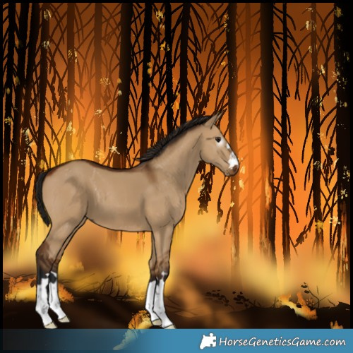Horse Color:Gray Bay Dun