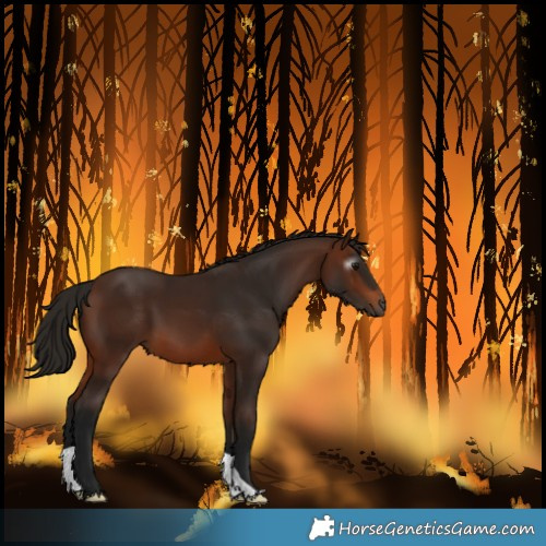 Horse Color:Gray Bay 