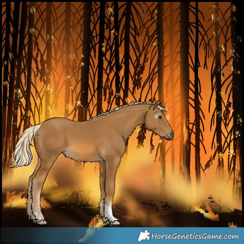 Horse Color:Gray Palomino 